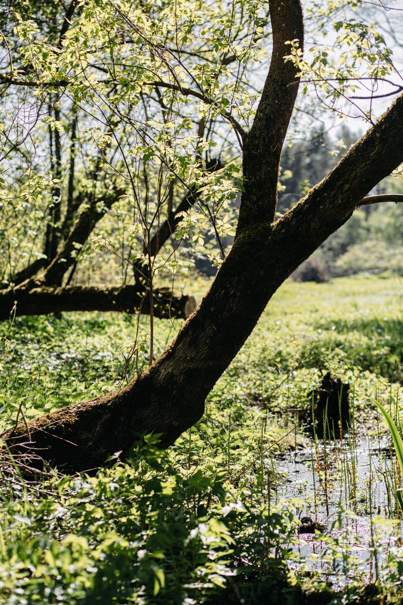 "Gaujmale" Sauna House In Nature Laukbeitini Eksteriør bilde